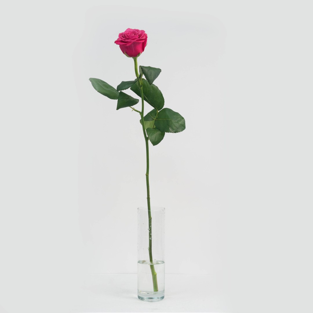 Роза 70 см. розовая 1 шт.