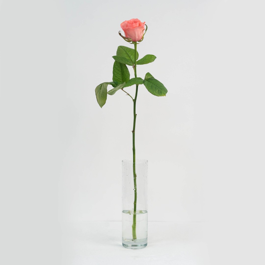 Роза 70 см. коралловая 1 шт.
